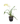 Dancing Lady Orchid 12inch Plant