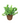 Bird Nest fern 10inch Plant