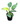 Philodendron Yellow 16inch Plant