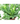 Bird Nest fern 10inch Plant