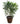 Dracena Angustifolia 34inch Plant