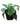 Philodendron Heartleaf 8inch plant