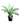 Brazilian Tree Fern 13inch Plant