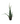 Cylindrical Snake Plant 20inch Plant