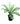 Brazilian Tree Fern 13inch Plant