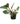 Blushing Philodendron 10inch Plant