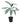 Cordyline Green 14inch Plant