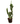 Candelebra Cactus 10inch Succulent