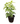 Umbrella tree plant 36inch Plant