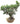 Ficus Microcarpa Bonsai 34inch Plant