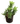 Tiger Tooth Aloe 14inch Plant