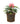 Justica Carnea 10inch Plant