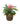 Justica Carnea 10inch Plant