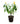 Lolipop 14inch Plant