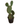 Bunny Ears Prickly Pears 8inch Succulent