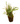 Boston Fern 10inch plant