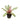 Bromeliad 8inch Plant