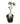 Adenium Big Stick 16inch Plant