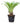 Bromeliad 12inch Plant