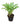 Bromeliad 12inch Plant