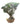 Ficus Microcarpa Bonsai 34inch Plant