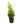 Golden Cypress 14inch plant