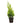 Golden Cypress 14inch plant