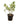 Ficus Triangularis 10inch Plant