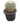 Golden Barrel Cactus 14inch Plant