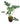 Selloum 18inch plant