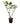 Gardenia 20inch Plant