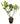 Gardenia 20inch Plant