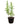 Night Jasmine 26inch Plant