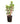 Iresine plant 14inch Plant