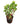 Iresine plant 14inch Plant