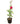 Rose 22inch Plant