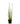 Water Bamboo 30inch Plant