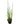 Water Bamboo 30inch Plant