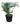 Philodendron Selloum 40inch Plant