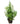 Passion Flower 40inch plant