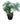 Philodendron Selloum 40inch Plant