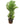 Common Juniper 24inch Plant