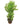 Common Juniper 24inch Plant