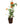 Mexican Flamevine 20inch Plant