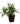 Ruellia White 10inch Plant