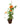 Mexican Flamevine 20inch Plant