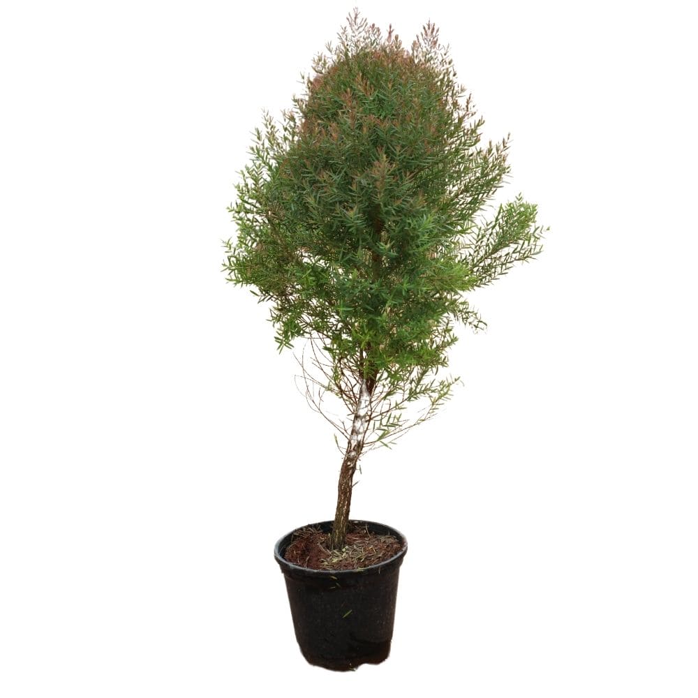 Melaleuca Rhodantha Melaleuca 22inch Plant – Shapemygarden