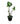 Alocasia Green 26inch Plant