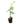 Betel Leaf 20inch Plant