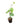 Betel Leaf 20inch Plant